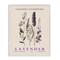Stupell Industries Natural Lavender Bundle Framed Giclee, design by Christopher Giampietro